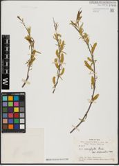 Foto von Salix acmophylla Boiss.